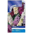 Suttons Stock Giant Perfection Mix – 180 Seeds Fragrant Cut Flower Seeds
