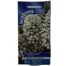 Suttons UK Candytuft Mount Hood Seeds 