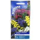 Suttons UK Statice Sinuata Special Mix Seeds 