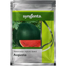 Syngenta Augusta Hybrid Watermelon Seeds – 800 Seeds Pack | High‑Yield Red Flesh Watermelon Variety