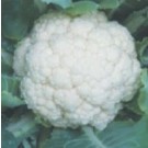 Syngenta CFL1522 Cauliflower Seeds