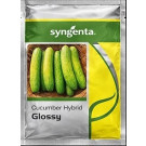 Syngenta Glossy Hybrid Cucumber Seeds – 850 Seeds Pack | High‑Yield Green Cucumber Variety