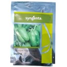 Syngenta Indra Capsicum Seeds – Vigorous Green Bell Pepper Hybrid for Open Field & Net House Cultivation (12g / 1500 Seeds Pack)