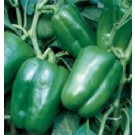Syngenta Indra Capsicum Seeds