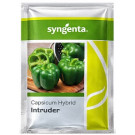 Syngenta Intruder Hybrid Capsicum Seeds – 1000 Seeds | High‑Yield Green Bell Pepper Variety