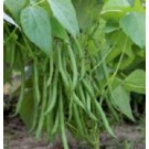 Syngenta Serengeti Bean Commercial Agriculture Seeds