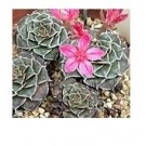 Tacitus Bellus Succulent Plants