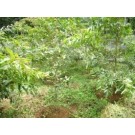 Terminalia Arjuna Live Indian Garden Plants
