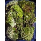 Terrarium Moss