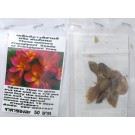 Three Colours Plumeria Frangipani Kathalichapa Seeds