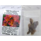 Three Colours Plumeria Frangipani Kathalichapa Seeds