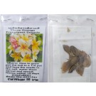 Three Orange Plumeria Frangipani Kathalichapa Seeds
