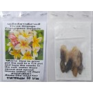 Three Orange Plumeria Frangipani Kathalichapa Seeds