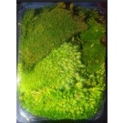Terrarium Dry Moss Pack