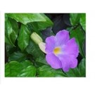 Thunbergia Erecta Flowering Plants