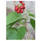 Tinospora Cordifolia Live Indian Garden Plants