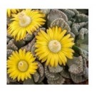 Titanopsis Calcarea Succulent Plants