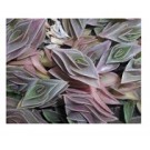 Tradescantia Navicularis Succulent Plants