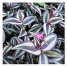 Tradescantia Zebrina Succulent Plants