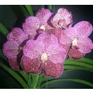 Vanda Orchids Plants VMB1243