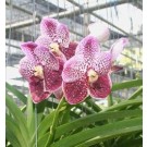 Vanda Orchids Plants VMB1244