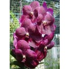 Vanda Orchids Plants VMB1247
