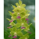 Vanda Orchids Plants VMB1248