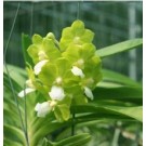Vanda Orchids Plants VMB1249
