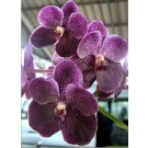 Vanda Orchids Plants VMB1250