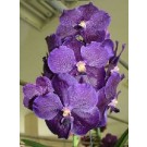 Vanda Orchids Plants VMB1251