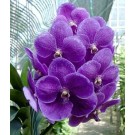 Vanda Orchids Plants VMB1252