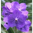 Vanda Orchids Plants VMB1253