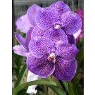 Vanda Orchids Plants VMB1254