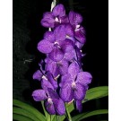 Vanda Orchids Plants VMB1255