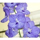 Vanda Orchids Plants VMB1257
