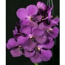 Vanda Orchids Plants VMB1263