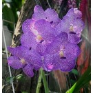 Vanda Orchids Plants VMB1265