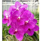 Vanda Orchids Plants VMB1267