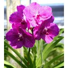 Vanda Orchids Plants VMB1268