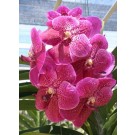 Vanda Orchids Plants VMB1269