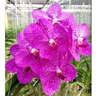 Vanda Orchids Plants VMB1274