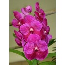 Vanda Orchids Plants VMB1283
