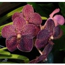 Vanda Orchids Plants VMB1285