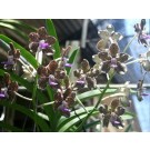 Vanda Orchids Plants VMB1286