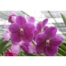 Vanda Orchids Plants VMB1287