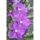 Vanda Orchids Plants VMB1290