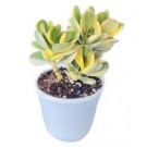 Variegated Jade Succulent Plants