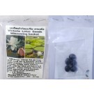 White Victoria Winnowing Basket Dwarf Lotus Seeds