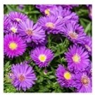 Violet Aster Flowering Plants