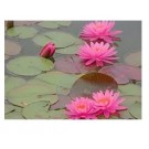 Six PC Tropical Water Lily Live Plants